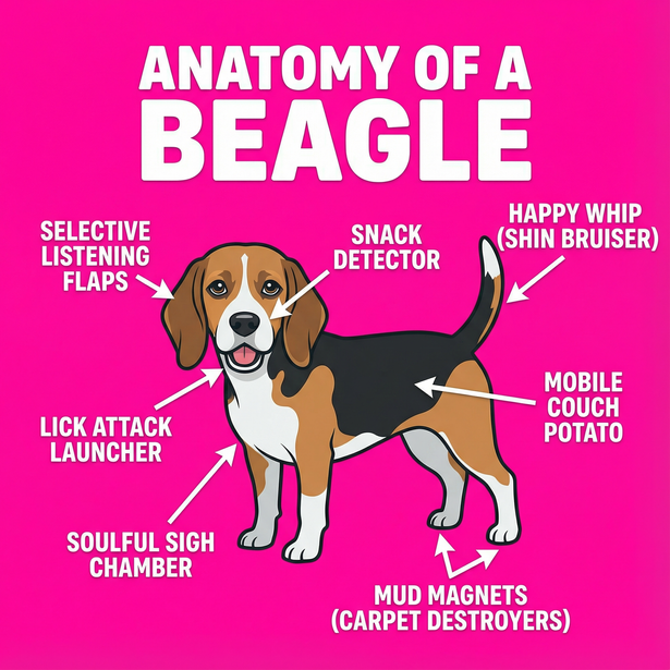 Anatomy of a Dog